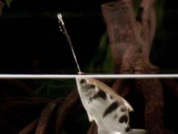 Archerfish Squirt Water at Prey with Amazing Accuracy