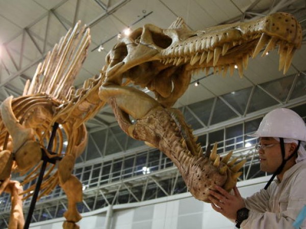 'Jurassic Duck' was Largest Carnivorous Dinosaur