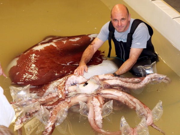 Colossal Squid Dissected by Scientists [Video]