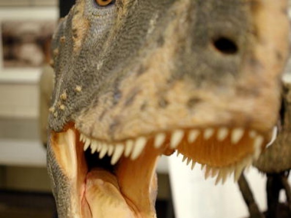 New meat-eating dinosaur species found in Venezuela