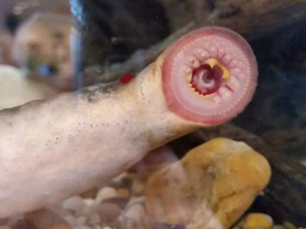 Lamprey latched on to the fish tank glass in Fairbanks ADF&G office.