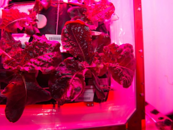 Lettuce Grown in Space