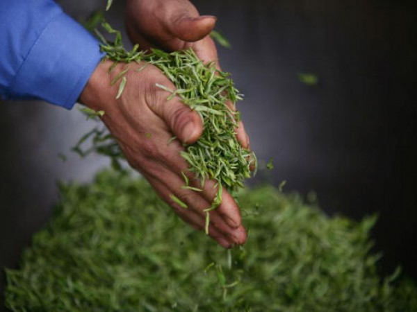 Tea Picking And Production Season Start In China