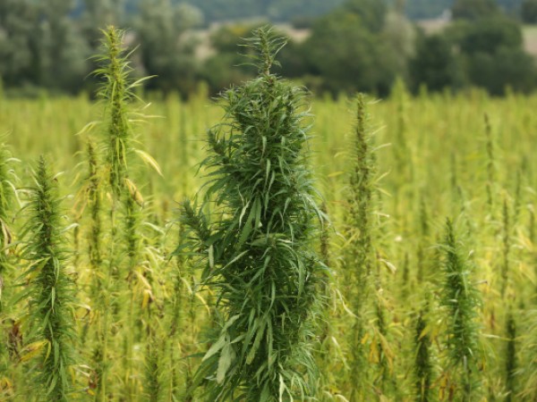 Cannabis Cultivated For Hemp