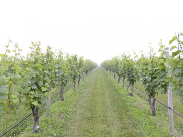 Hamptons Magazine Celebrates A Private Dinner With Wolffer Estate Vineyard