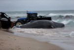 Sperm Whale Beached In Boca