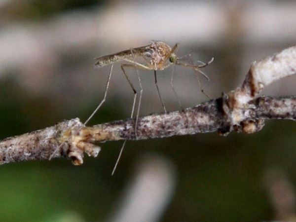 Bay Area Vector Control Team Investigates West Nile Mosquito Presence