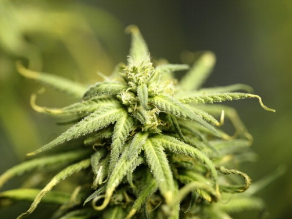 Los Angeles To Not Enforce Ban On Marijuana Dispensaries