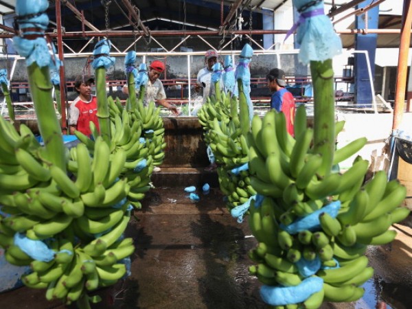 Workers Harvest, Clean, And Pack Bananas For American Market