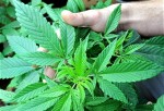 Marijuana Plant 