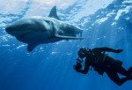 Steve Backshall with Great white shark