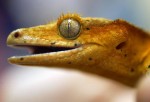 Russia Loses Contact with Satellite Containing...'Sex Geckos'