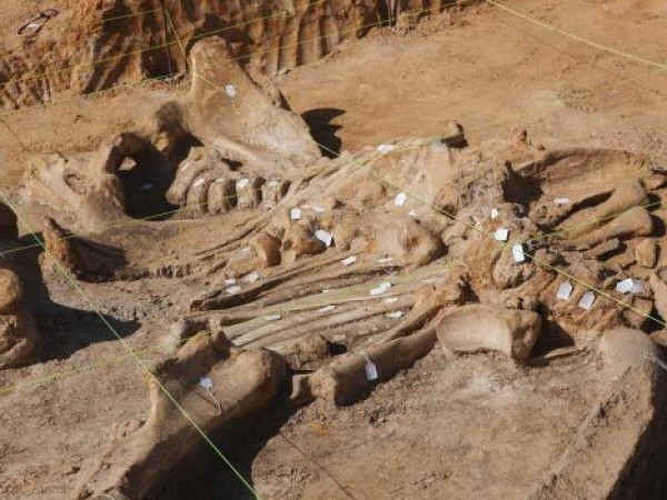 '60,000-Year-Old' Mammoth Skeleton Found in North Texas